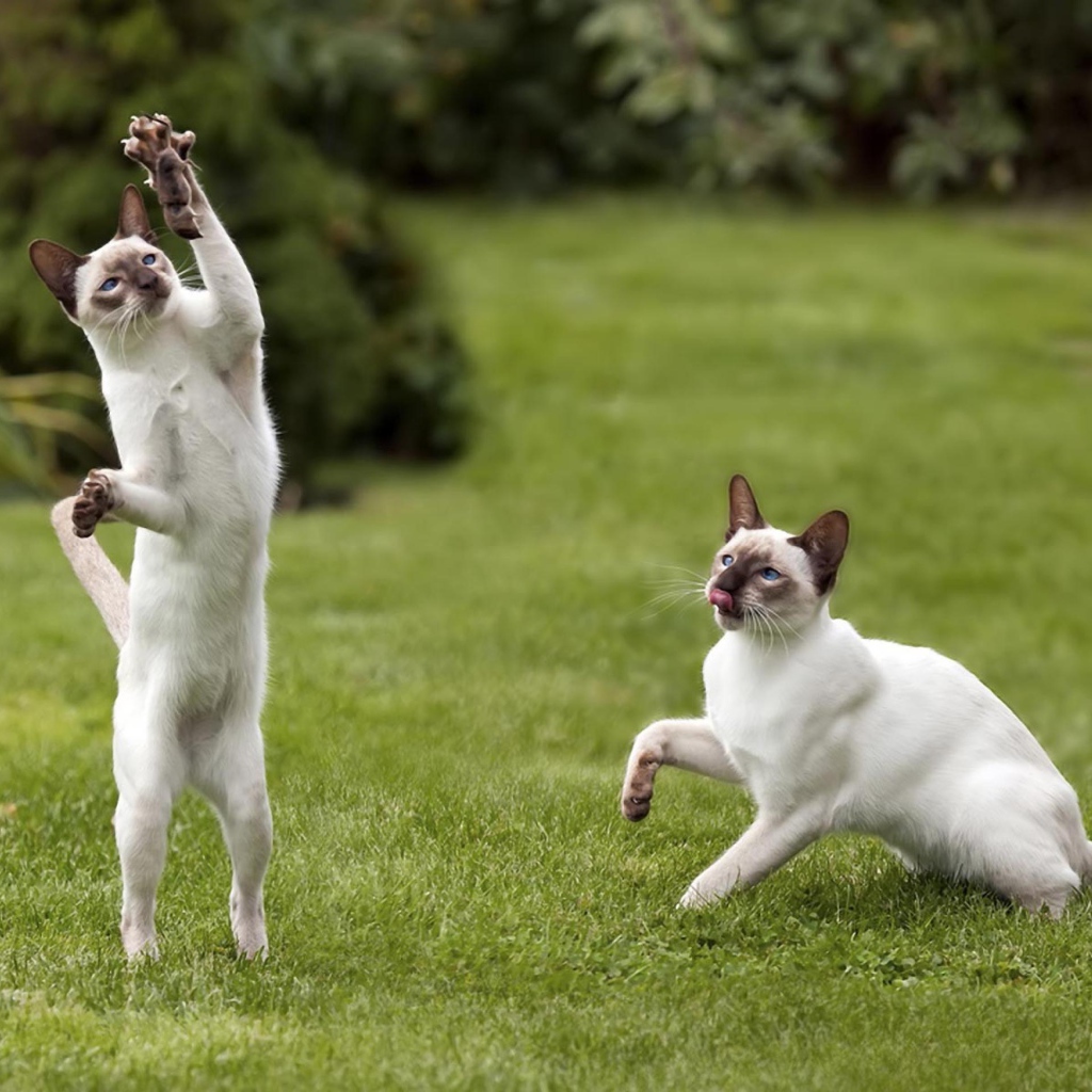 Два сиамских кота поймали мышь