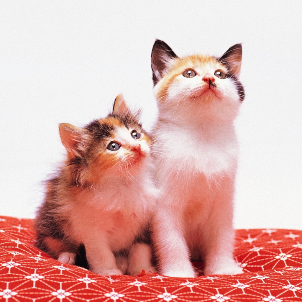 Два милых котенка