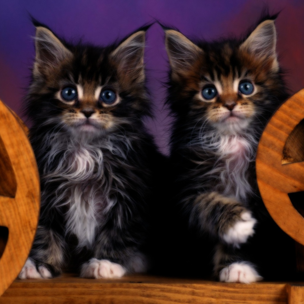 Два котенка с голубыми глазами