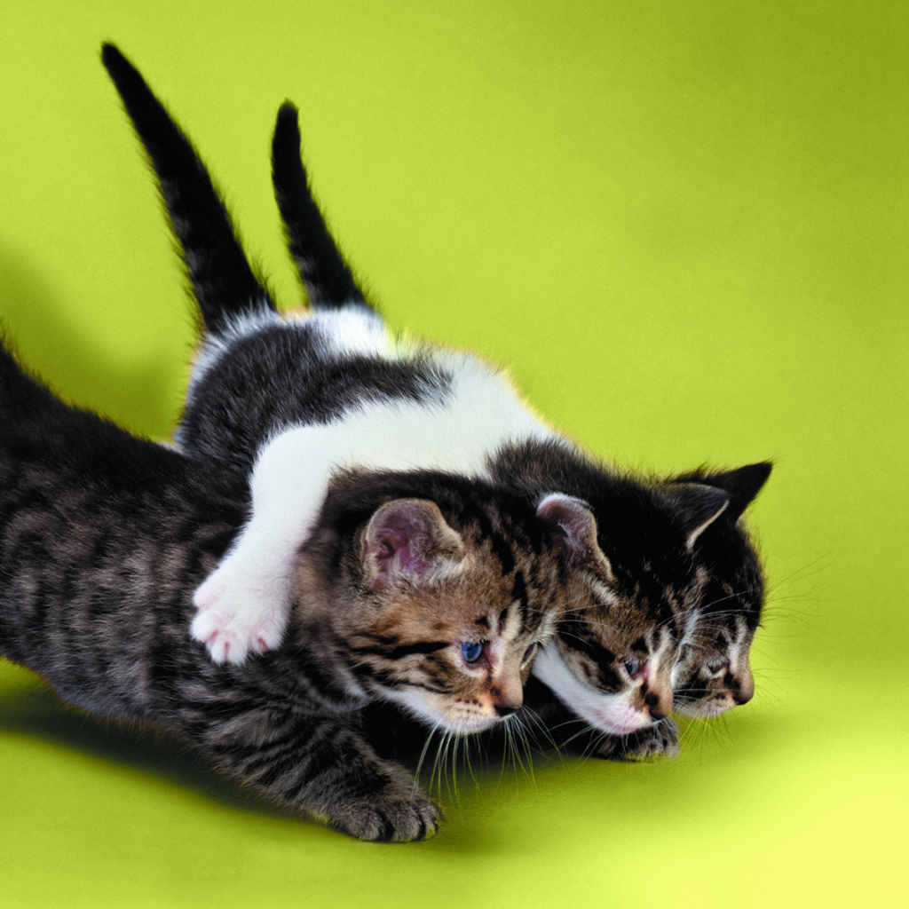 Два котёнка тащат третьего