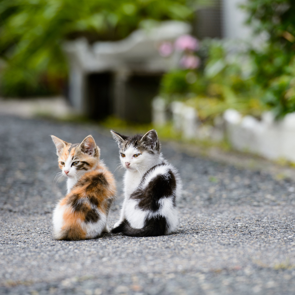 Два котёнка на дороге