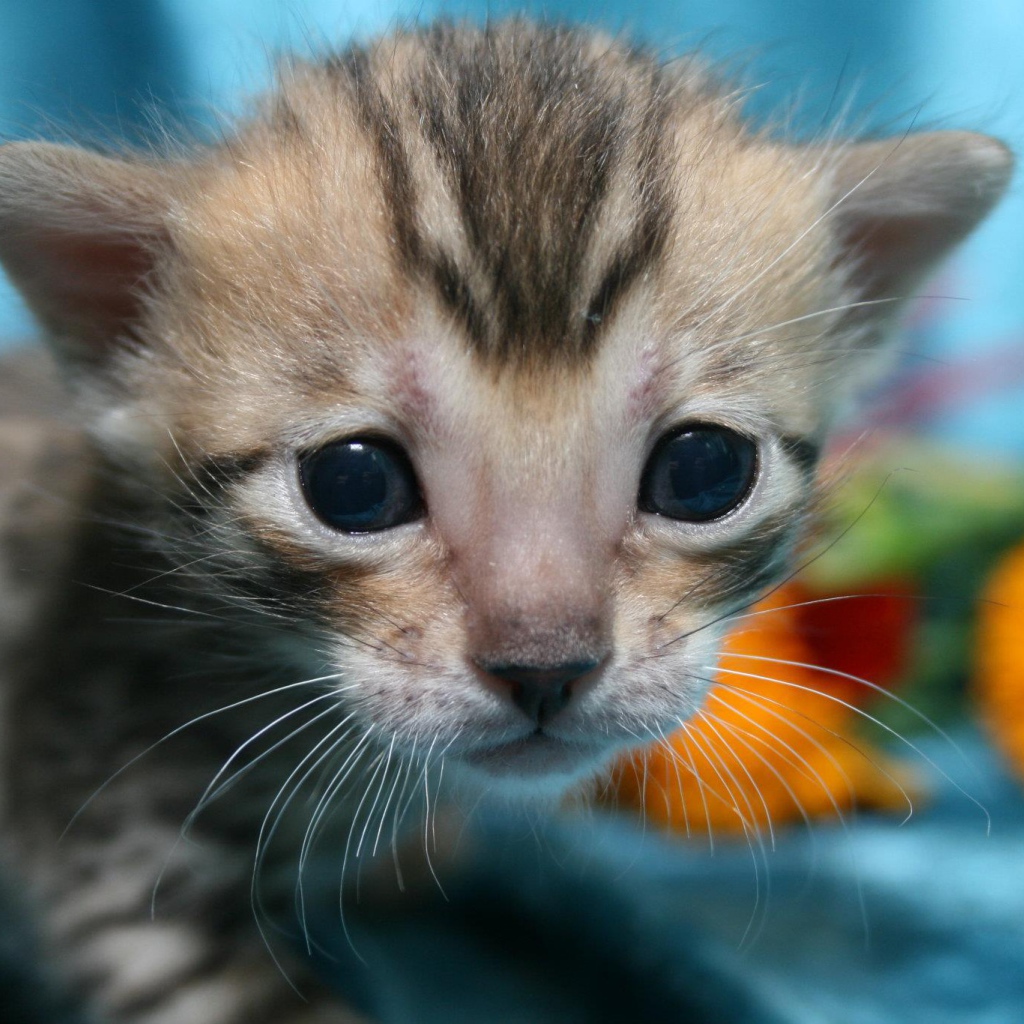 Совсем маленький серебристый бенгальский кот