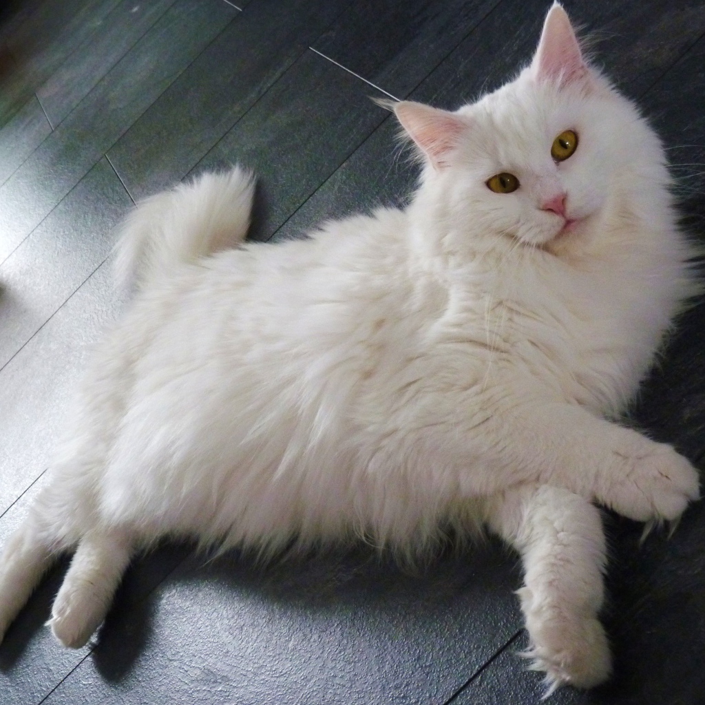 White Maine Coon cat sprawled on the floor