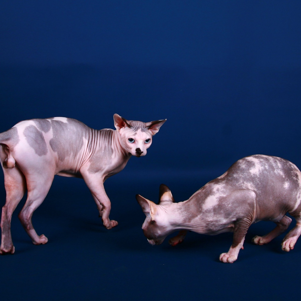 Коты сфинкс на синем фоне