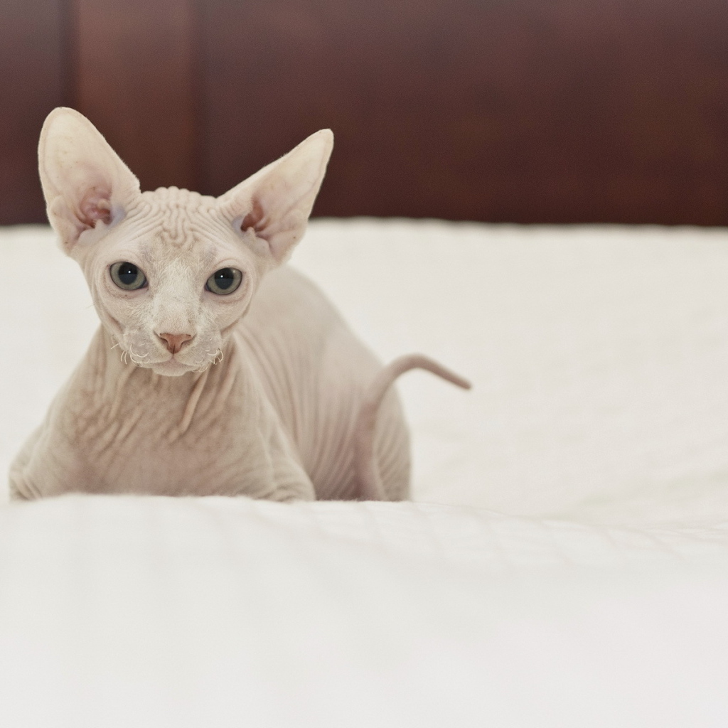 Белый кот сфинкс на кровати