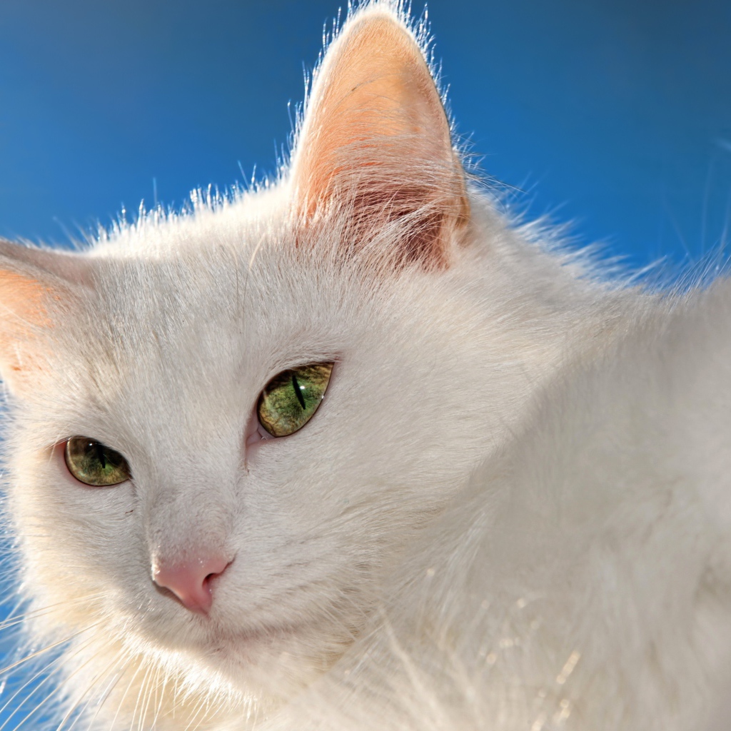 Белый кот на фоне голубого неба