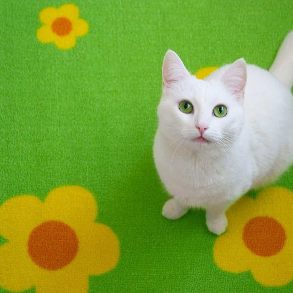 Белый кот на зелёном ковре