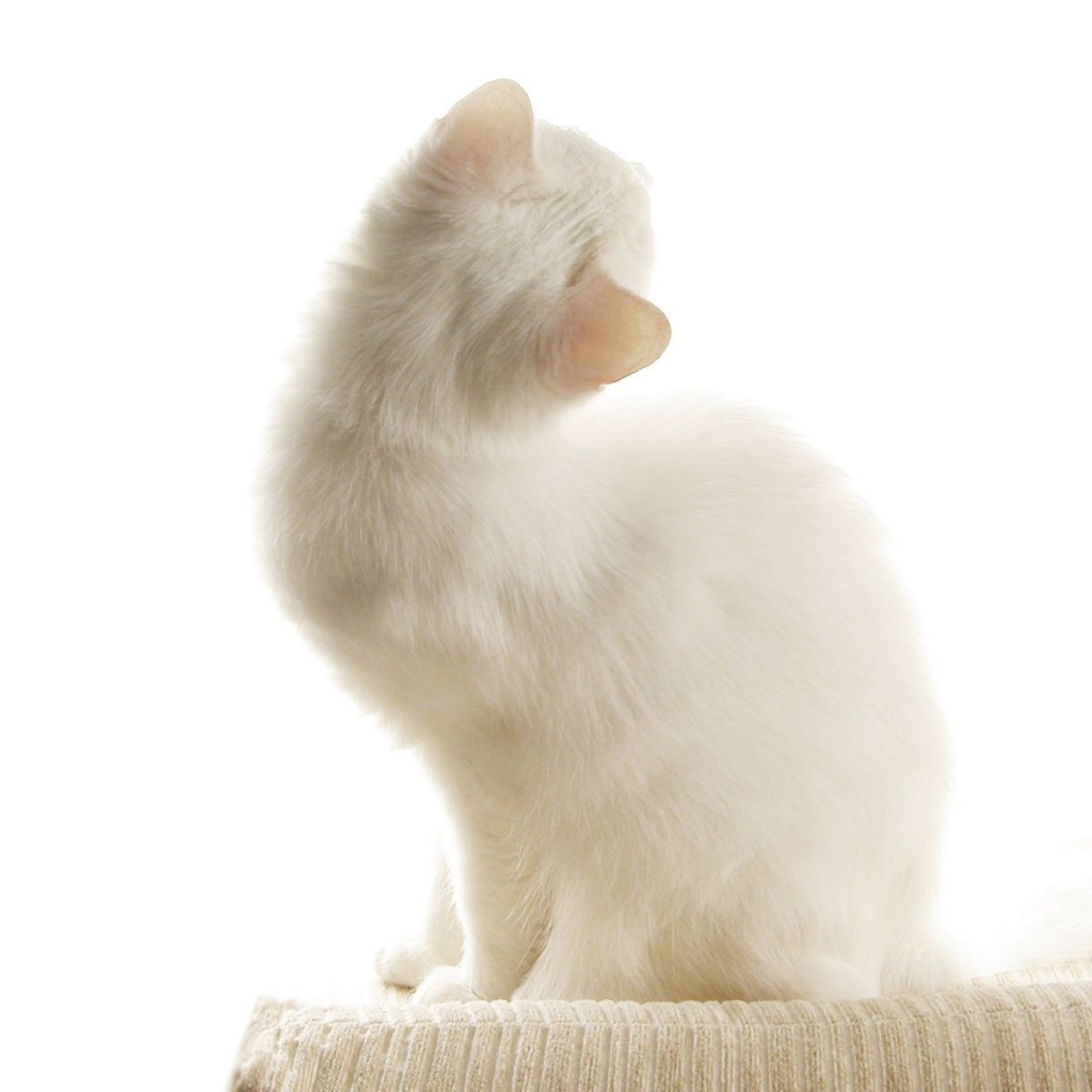 Белый кот на белом фоне