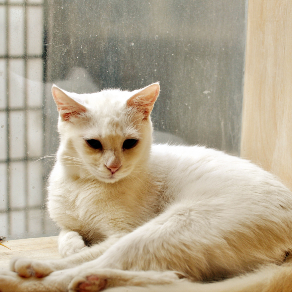 Белый кот грустит в дождливую погоду