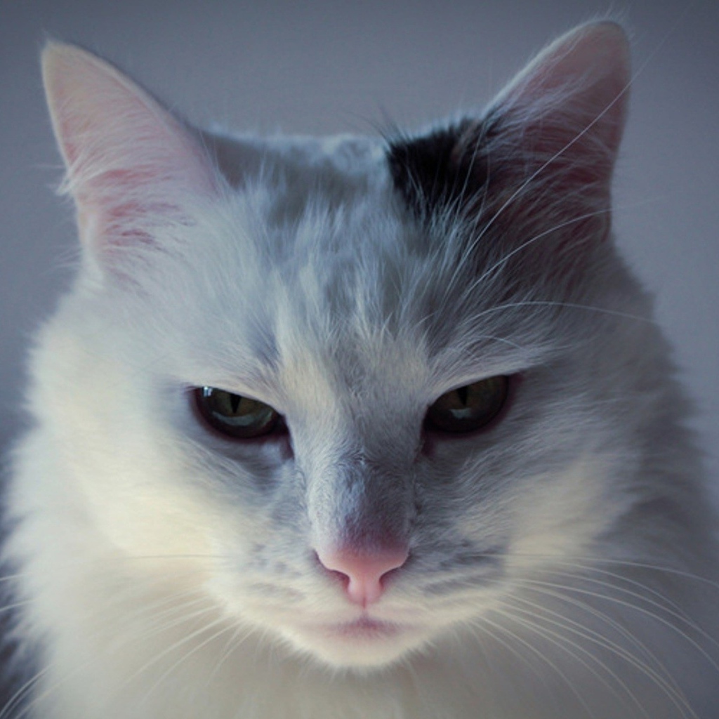 Белый кот с чёрным пятном