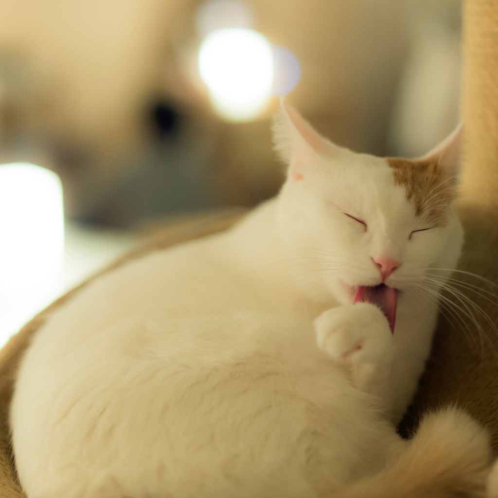 Белый кот с рыжим ухом лижет лапу