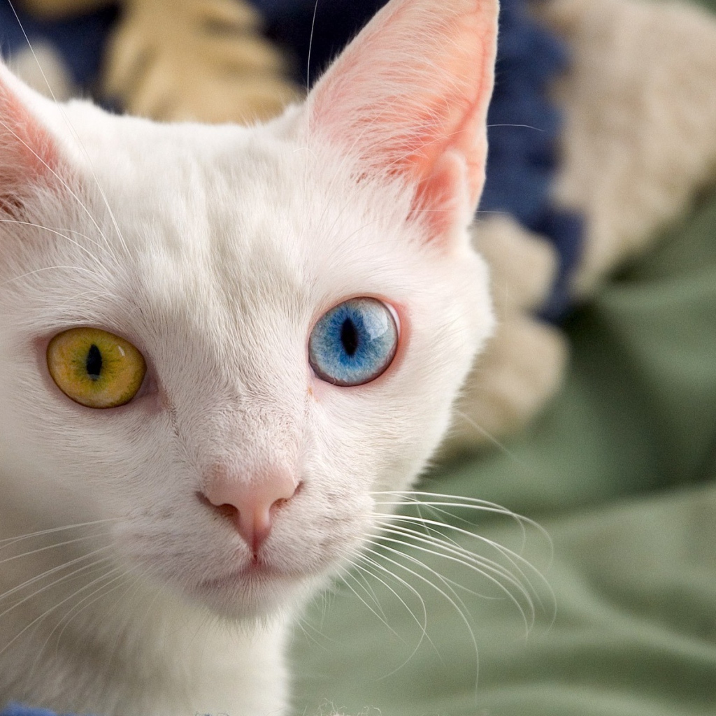 Белый кот с красивыми глазами