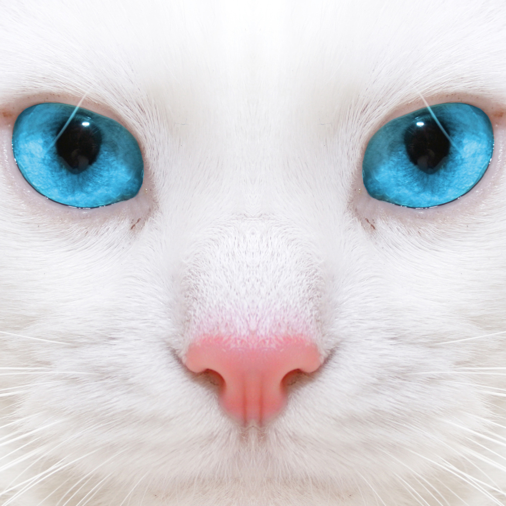 Белый кот с голубыми глазами крупным планом