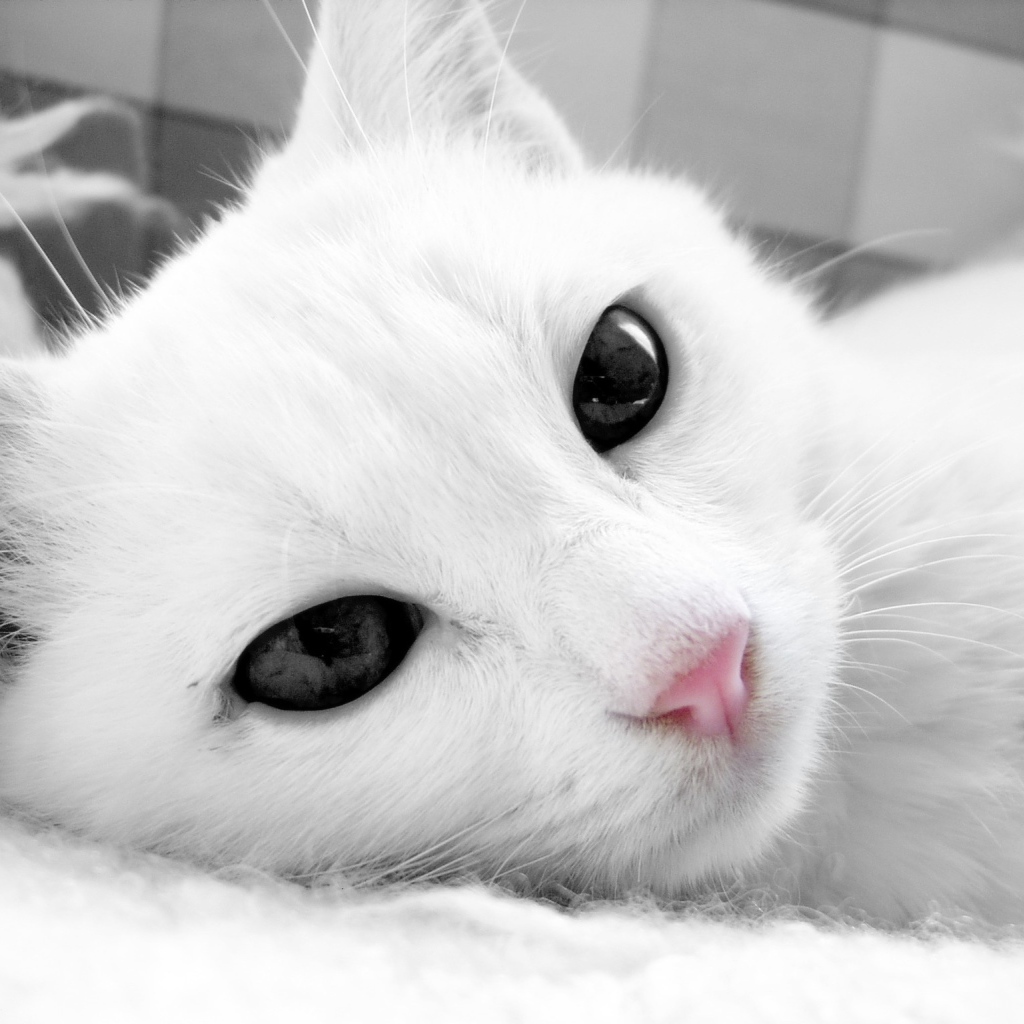 Белый кот с тёмными глазами крупным планом