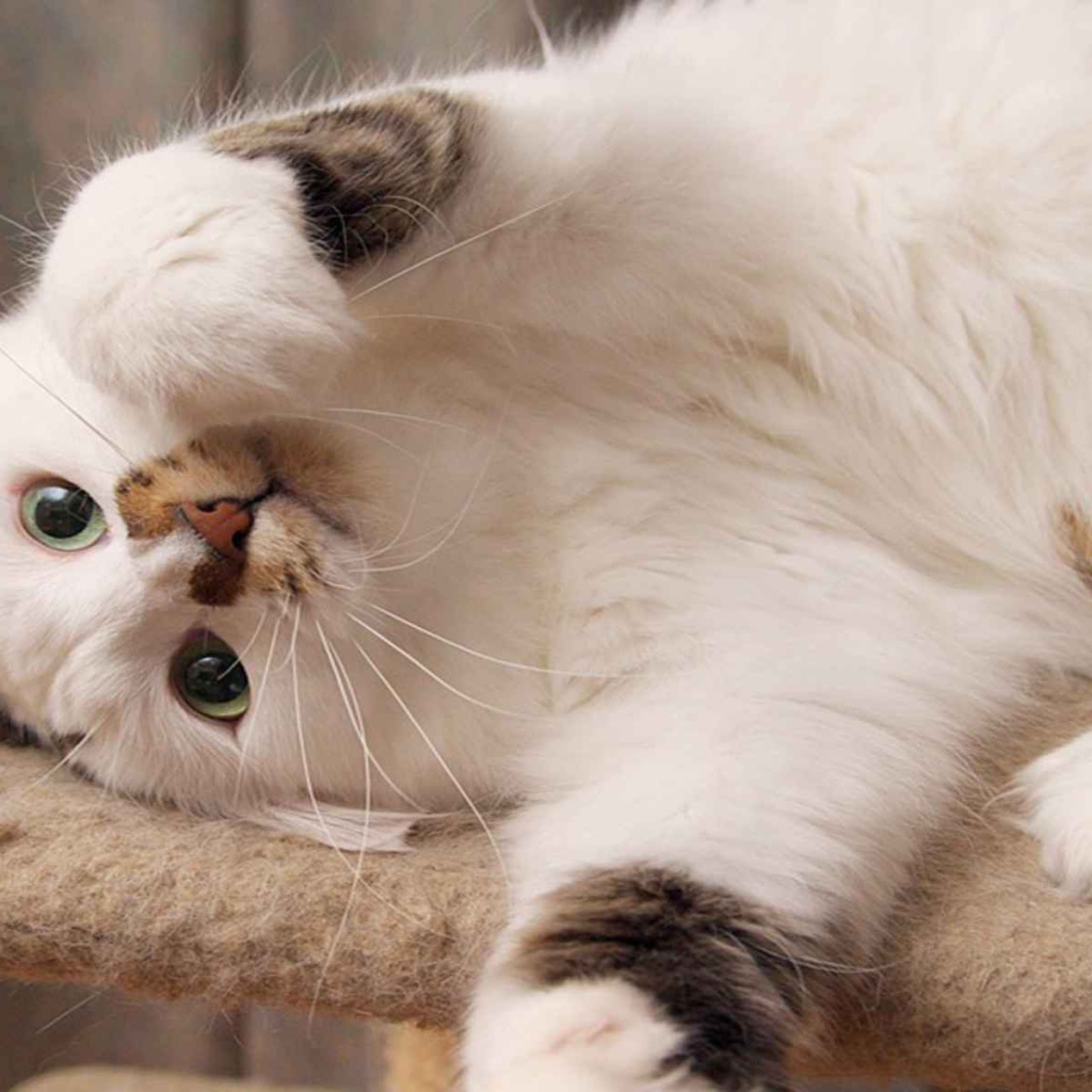 Белый пушистый кот развалился