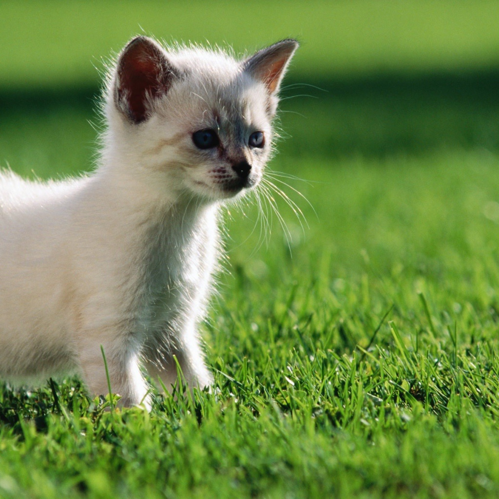 Белый котенок гуляет по газону