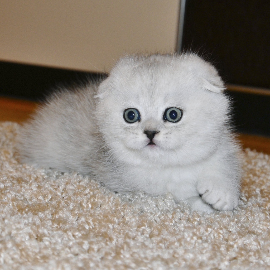 Белый маленький испуганный шотландский вислоухий кот