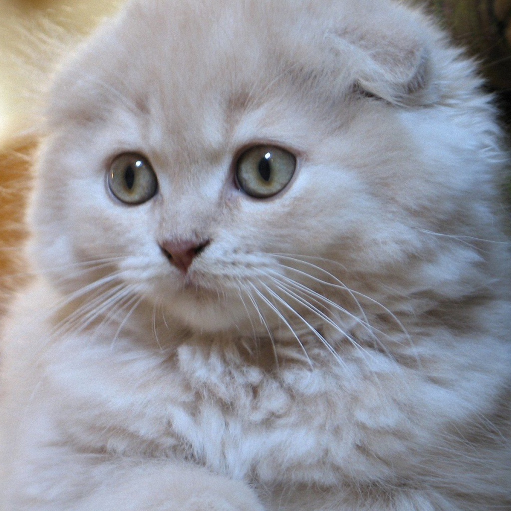 Белый маленький шотландский вислоухий кот