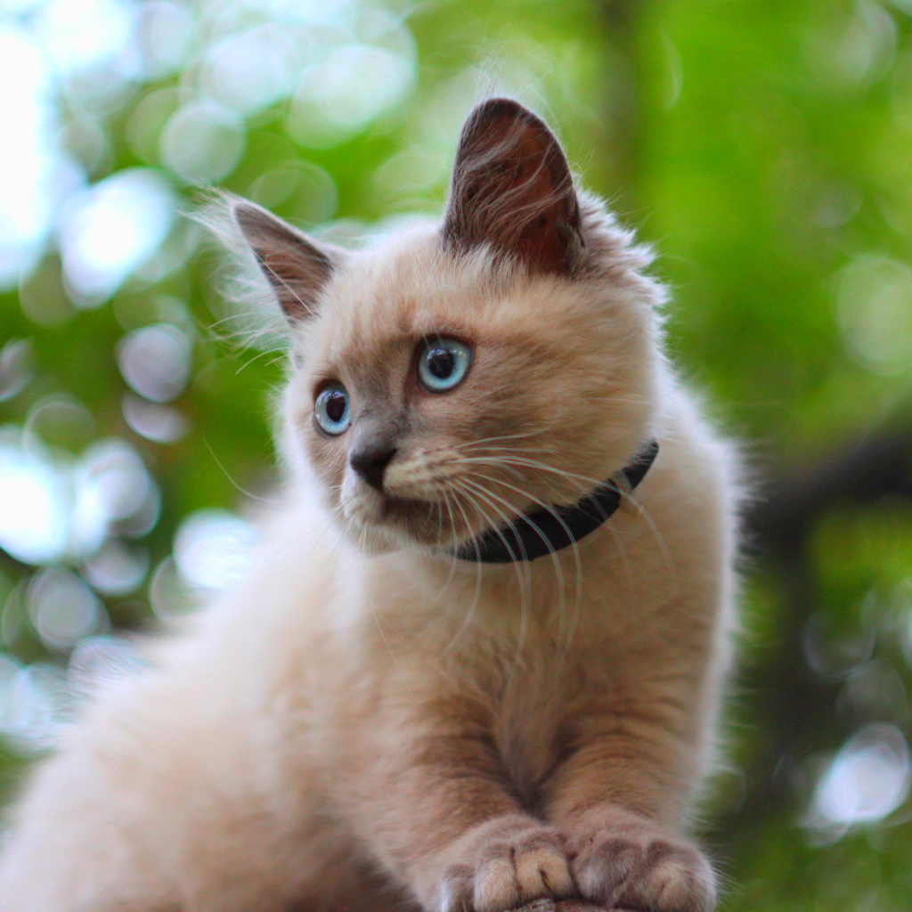 Белый маленький кот с ошейником