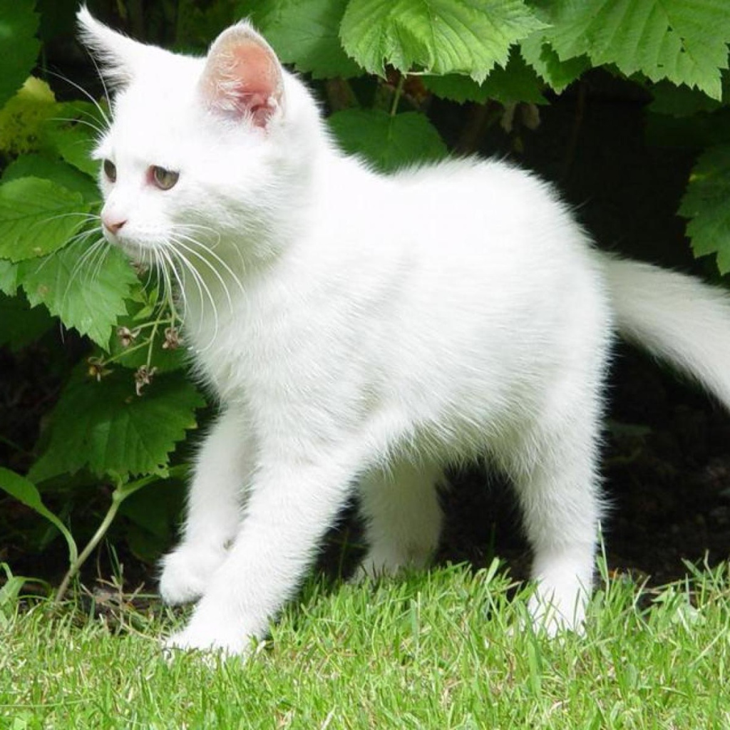Белый молодой кот в кустах