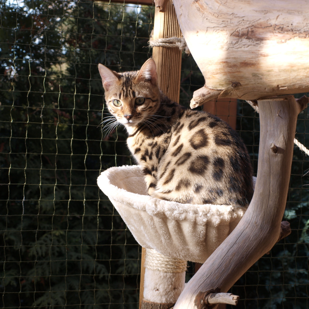 Молодой бенгальский кот