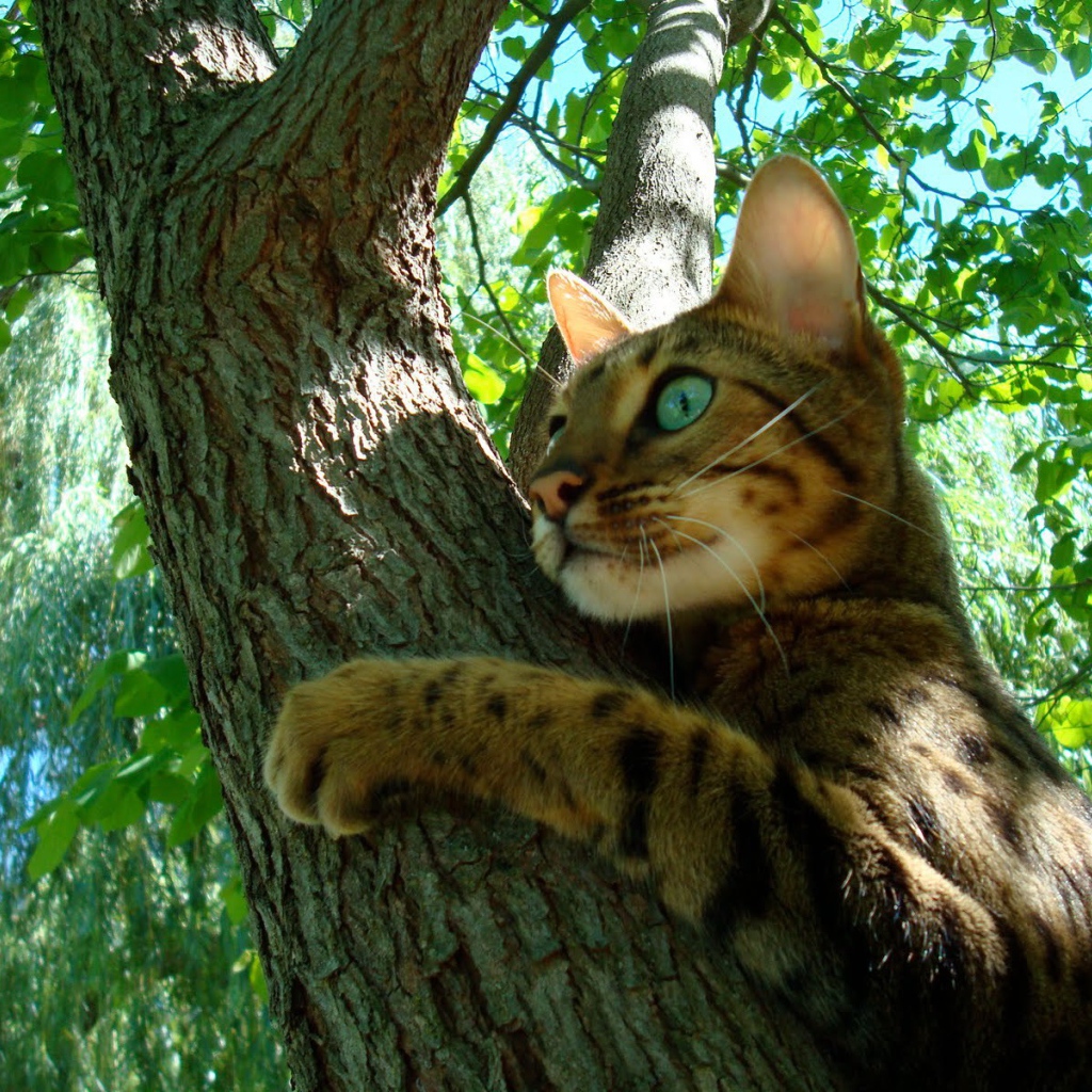 Молодой бенгальский кот на дереве