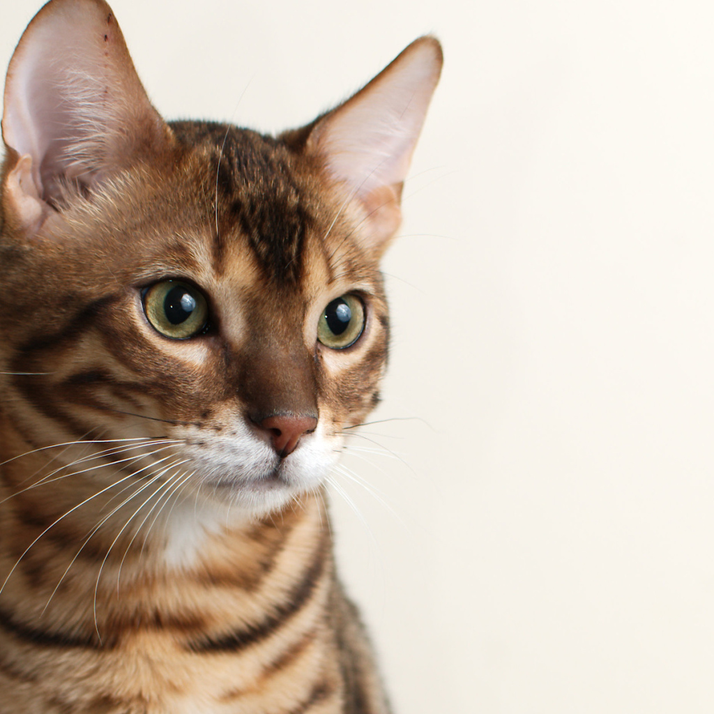 Молодой бенгальский кот на белом фоне