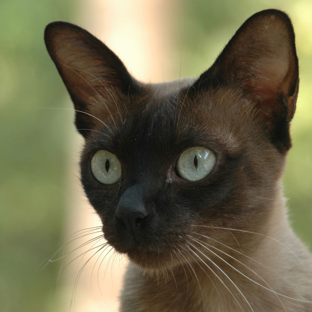 Молодой  сиамский кот со включенным охотничьим режимом