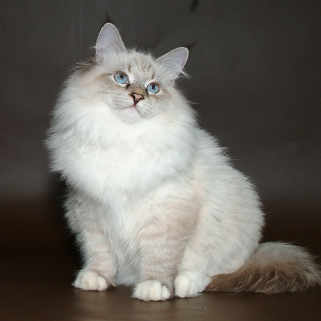 Молодой красивый сибирский кот позирует