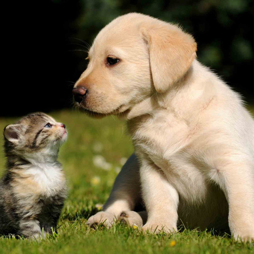 Маленькие красивые кот и пёс