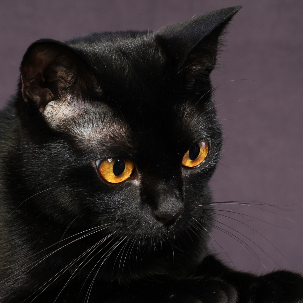 Молодой чёрный кот на фиолетовом фоне