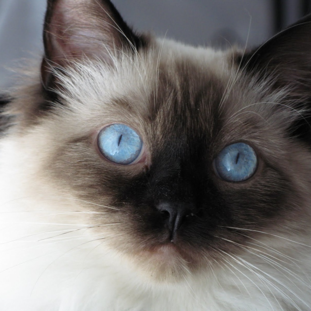 Молодой пушистый сиамский кот