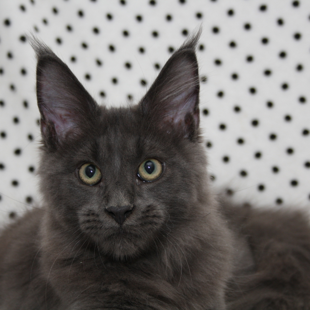 Молодой серый кот мейн-кун