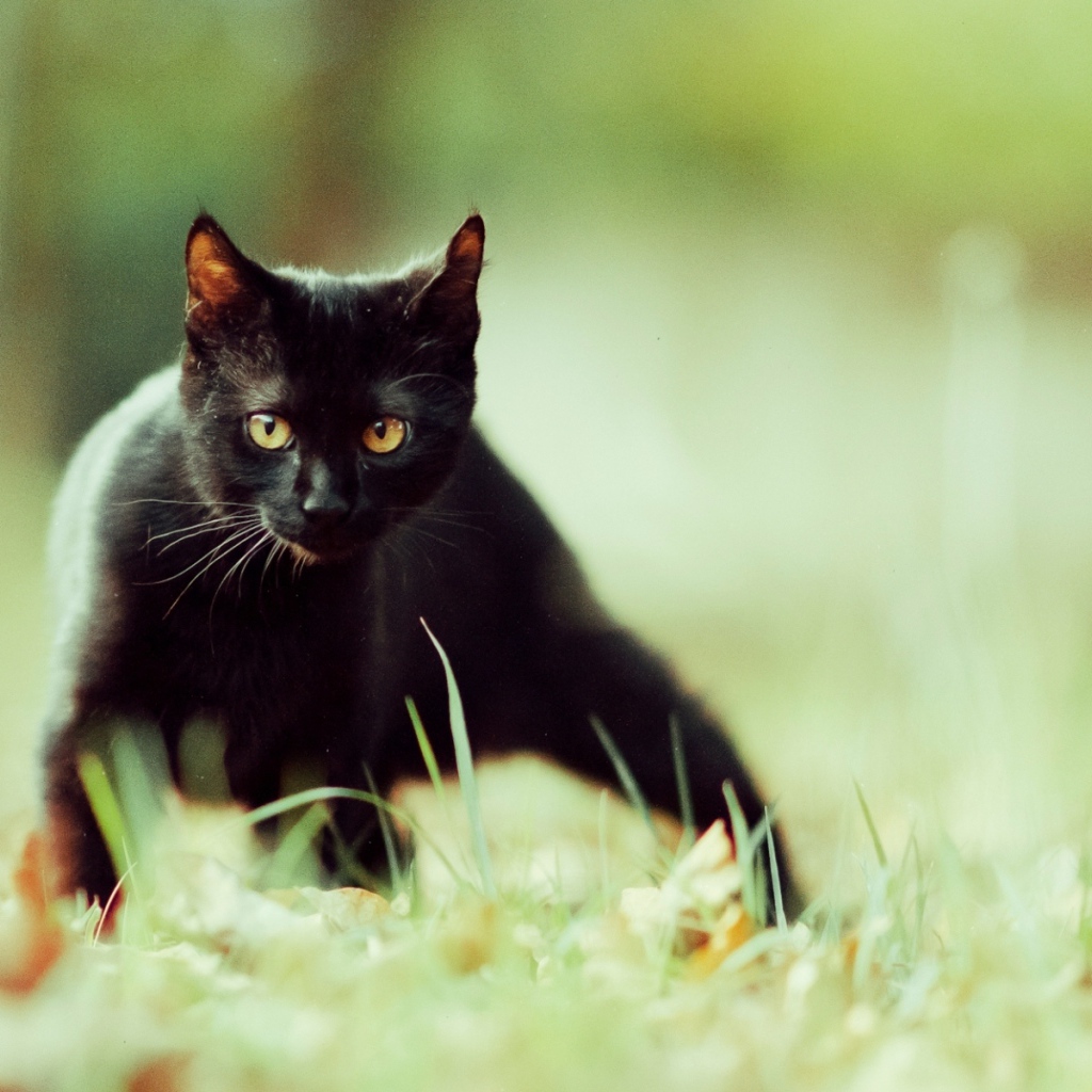  A small black cat slinks