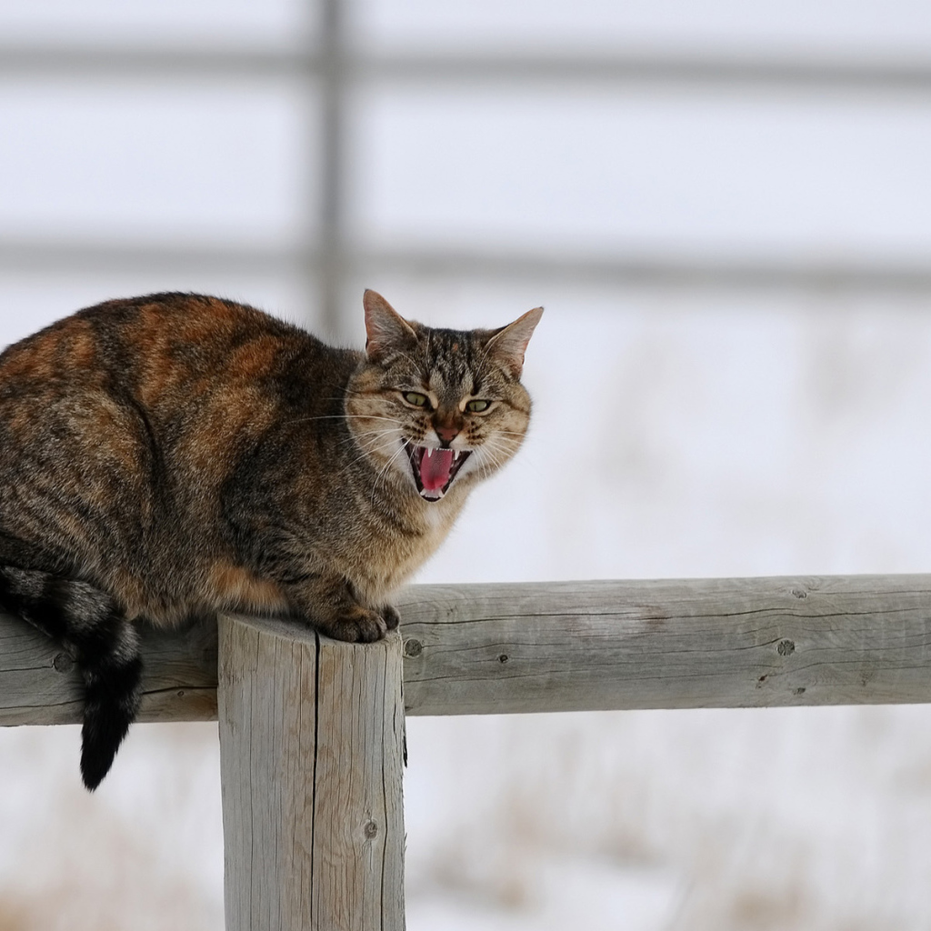 Злой кот на заборе говорит мяу