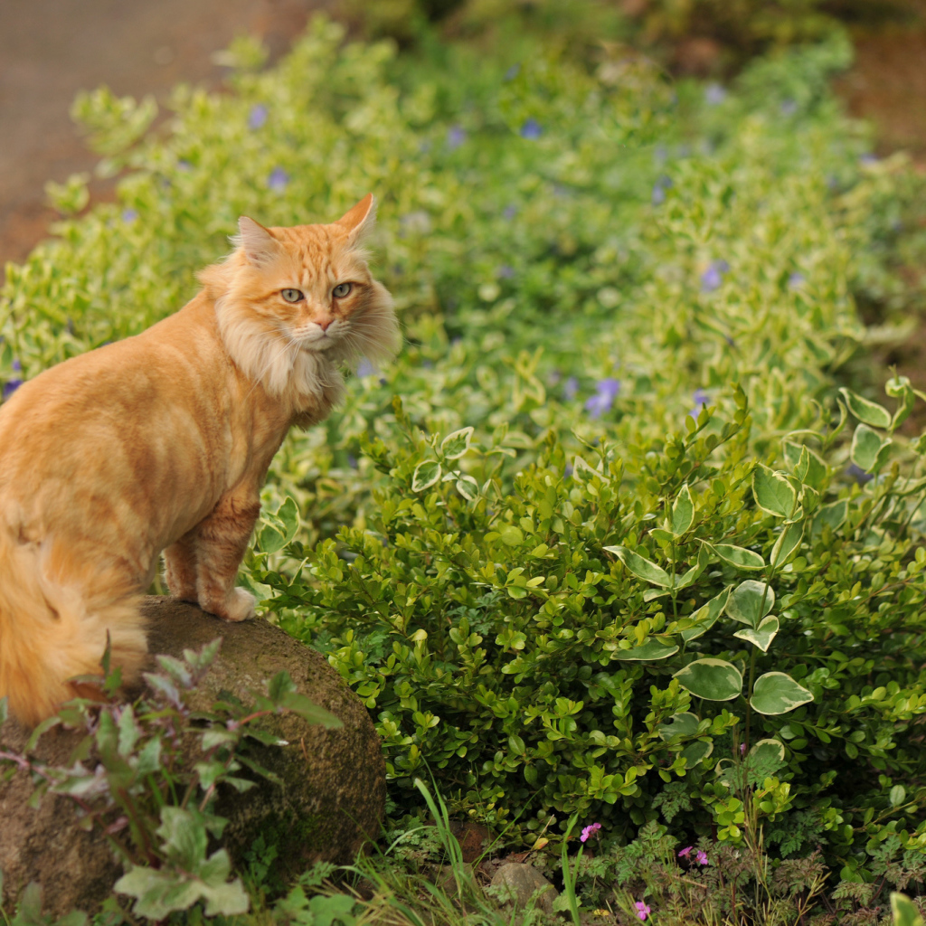 Рыжий красивый кот на камне
