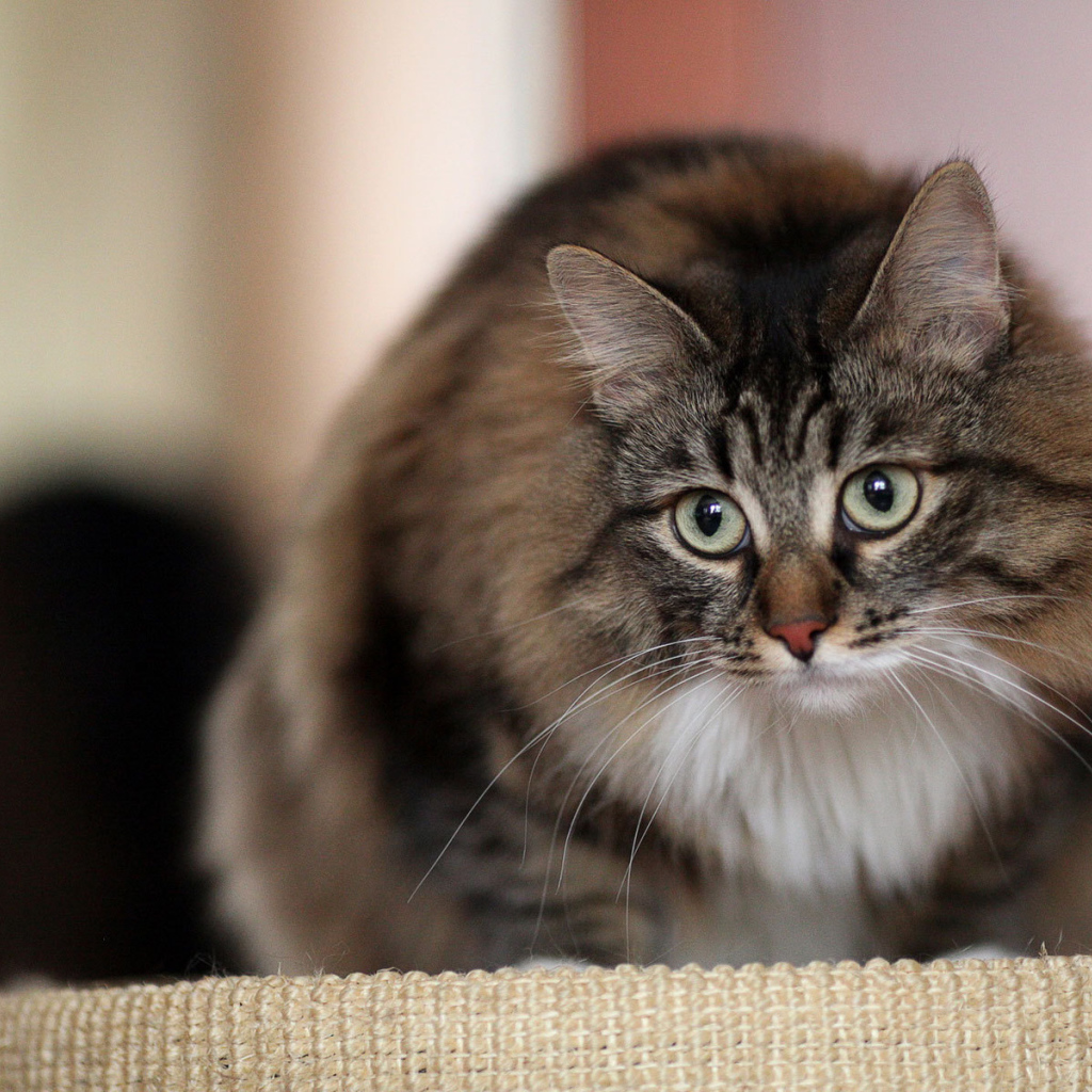 Красивый сибирский кот на кого-то смотрит