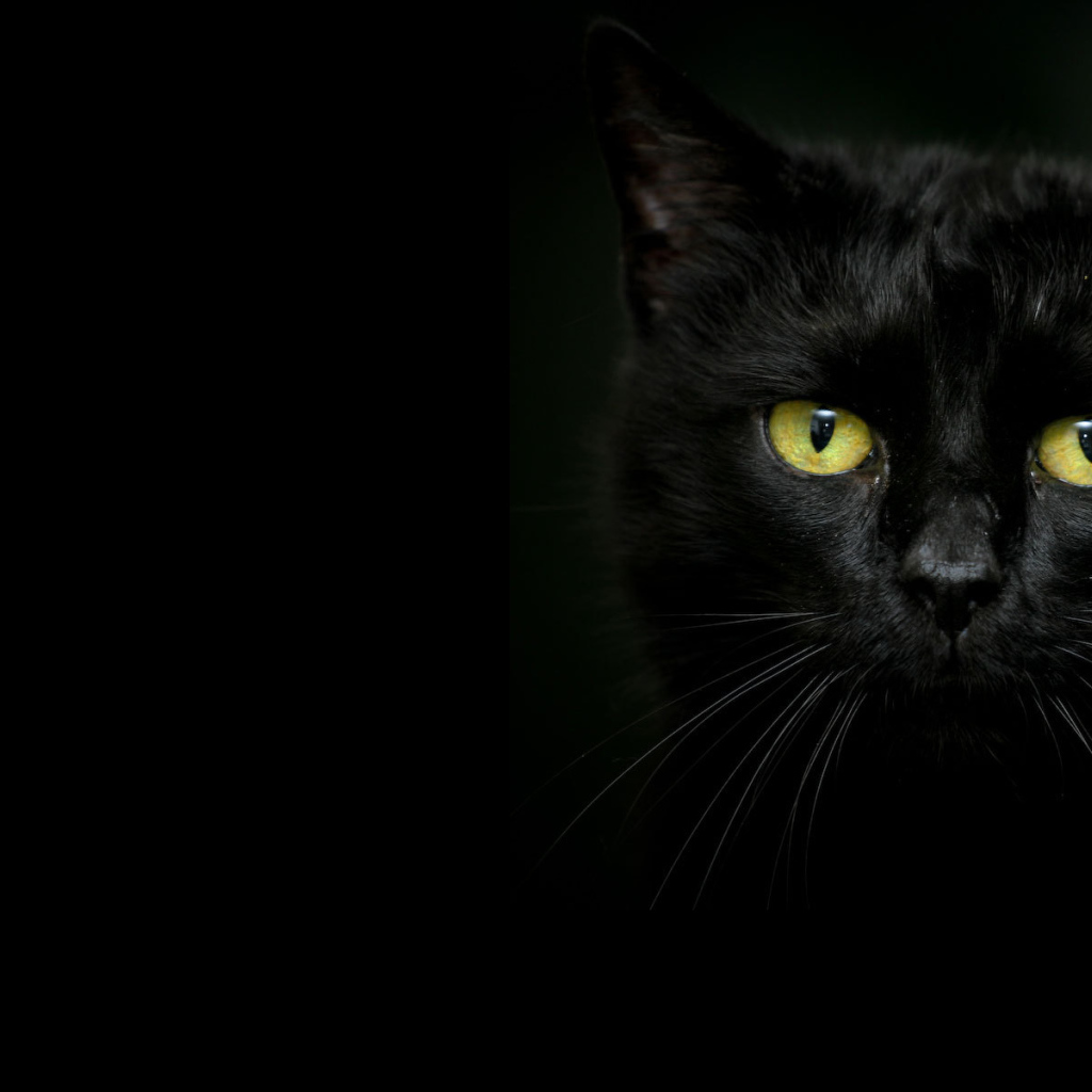 Красивый чёрный кот на тёмном фоне