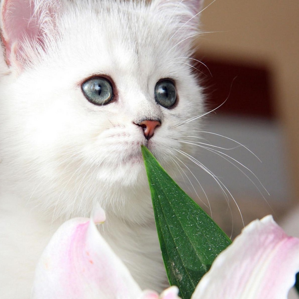 Красивый котёнок с серыми глазами и цветок