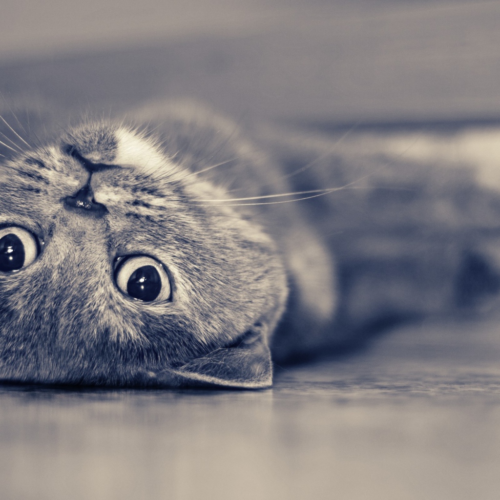 Красивый усатый кот развалился