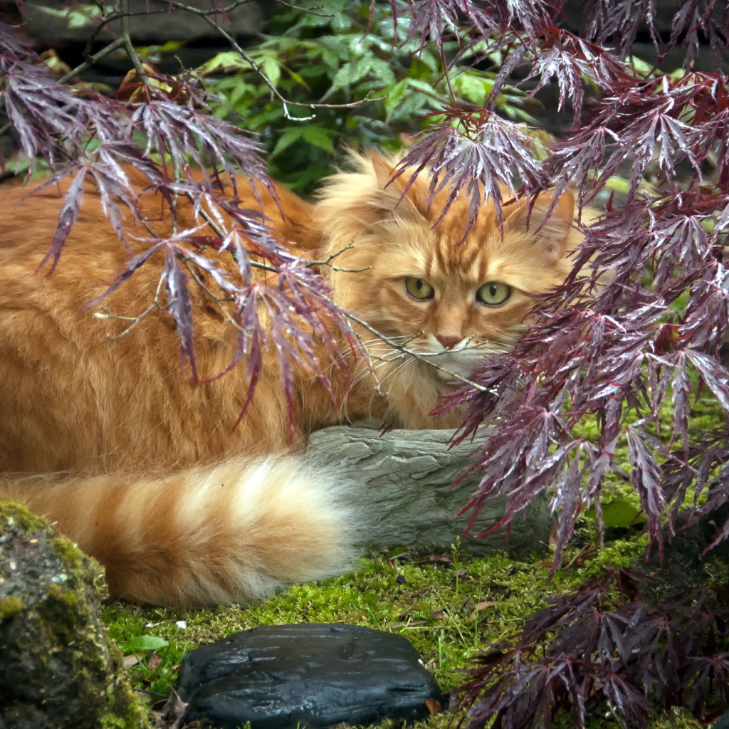 Красивый рыжий кот в растениях