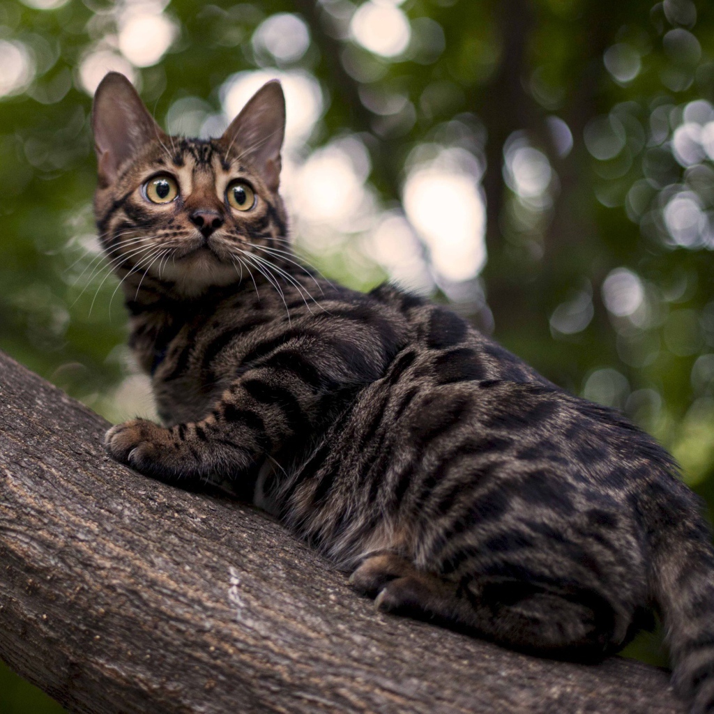 Бенгальский кот на дереве