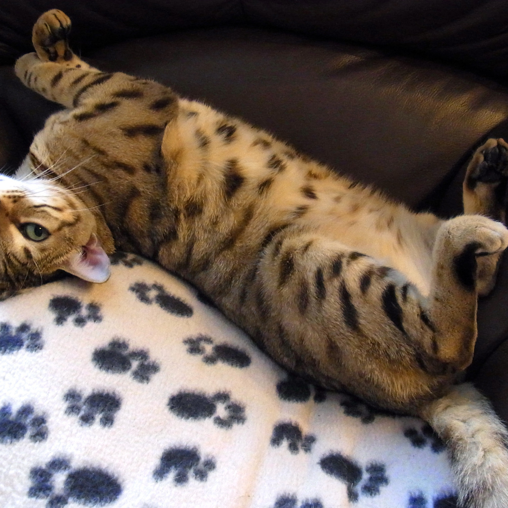 Бенальский кот расслабляется на кресле