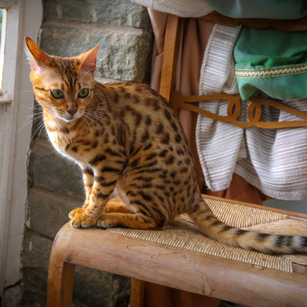 Бенгальский кот сидит на стуле