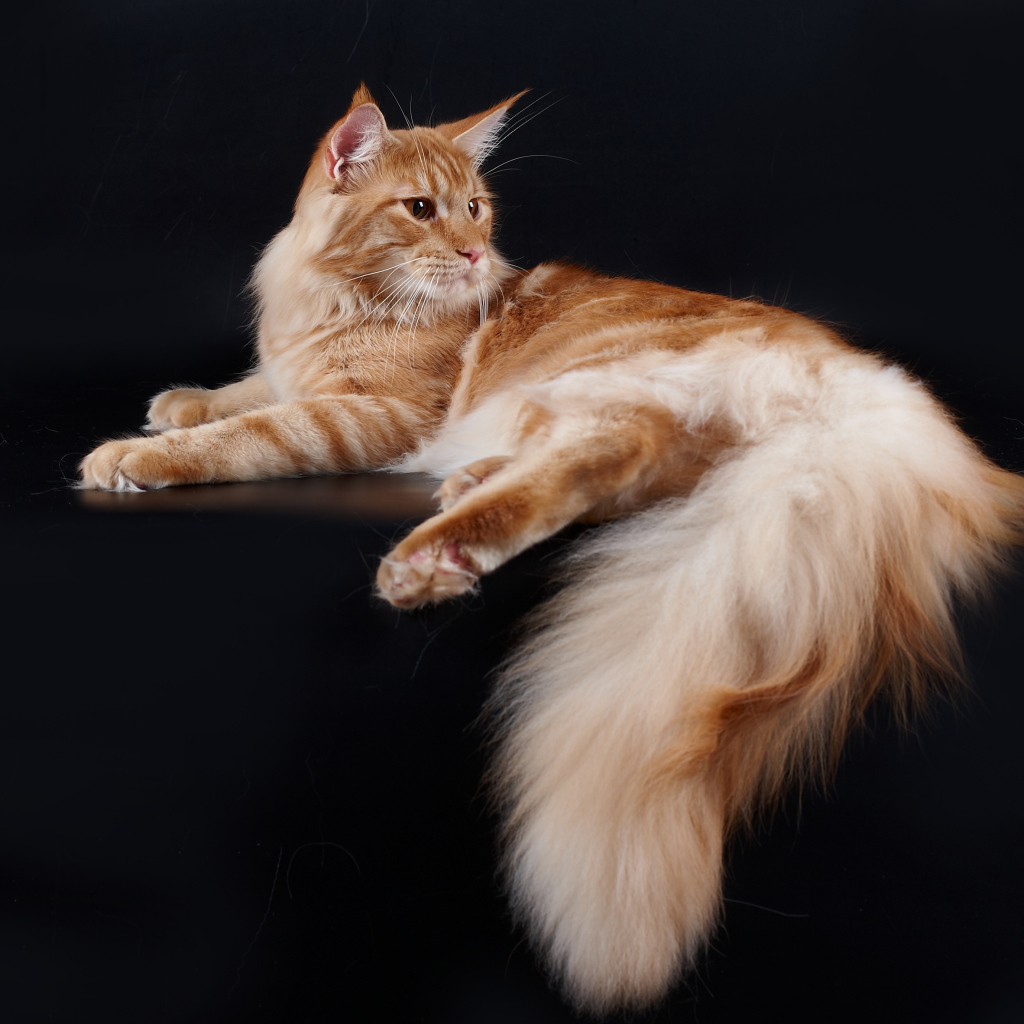 Большой рыжий кот мейн-кун позирует на чёрном фоне