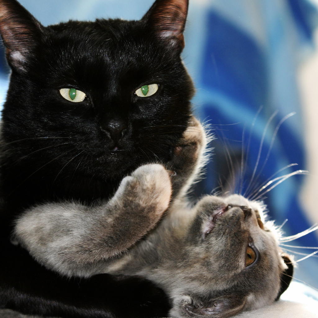 Чёрный и серый кот играют