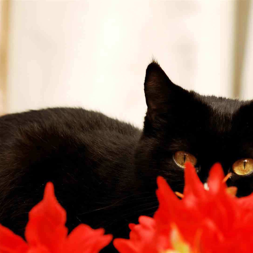 Чёрный кот спрятался за красным растением