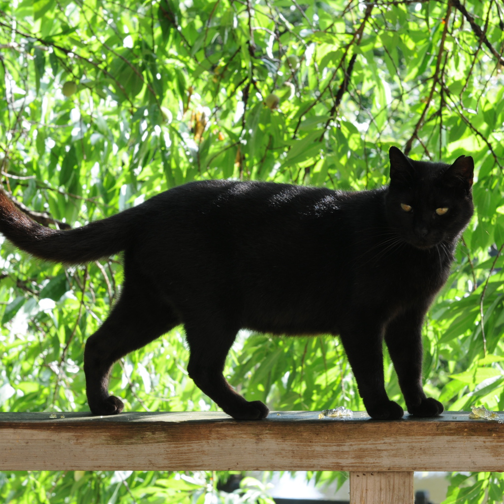 Чёрный кот на заборе под деревом