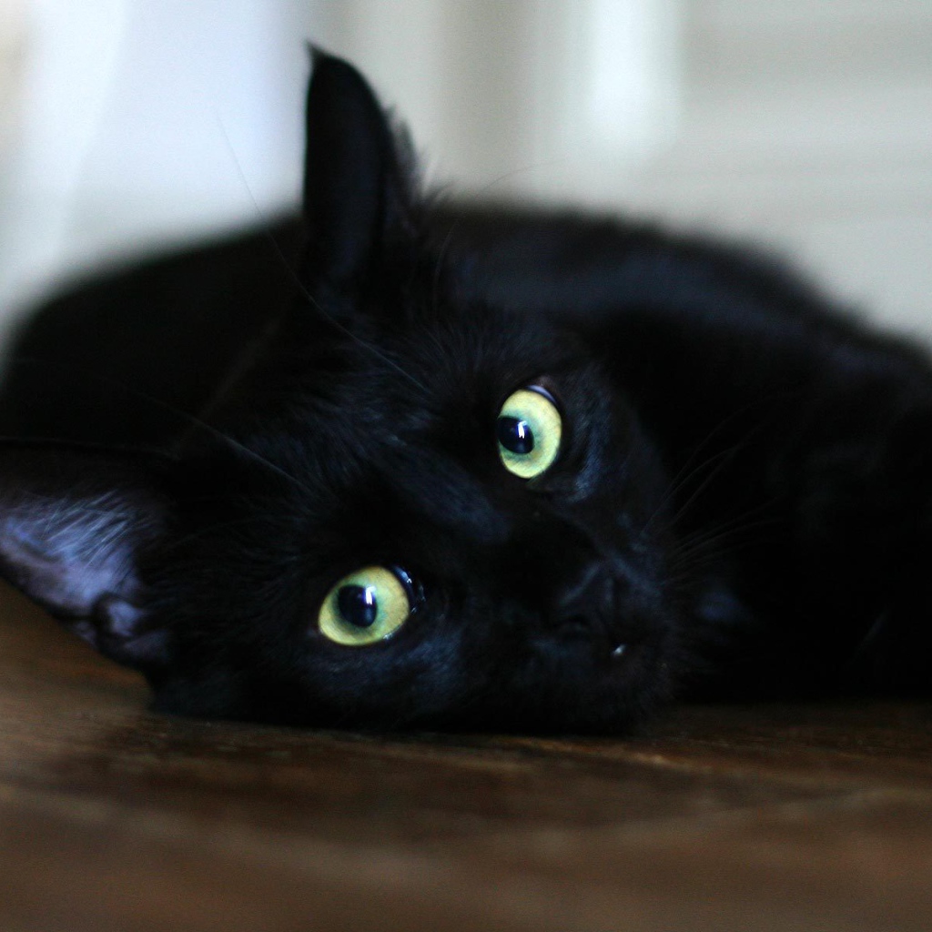 Чёрный кот отдыхает на полу