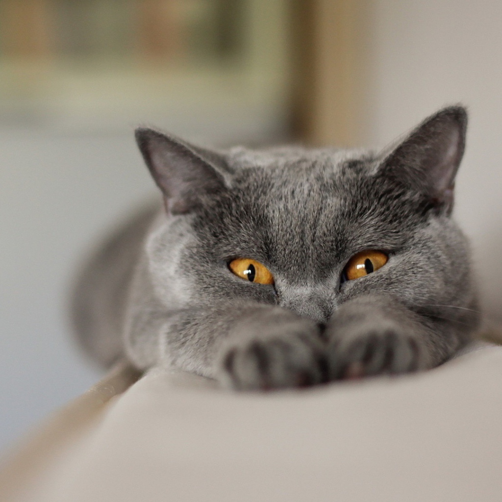 Британский кот подглядывает